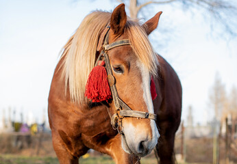 Obraz premium Beautiful brown horse on a background of sky and trees