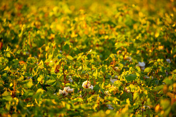The cotton plant is grown in the field for industrial purposes. Close-up cotton flower in the light of the setting sun. Background with copy space and place for text. - obrazy, fototapety, plakaty