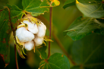 The cotton plant is grown in the field for industrial purposes. Close-up cotton flower in the light of the setting sun. Background with copy space and place for text.