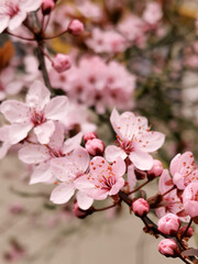 Sakura Blume Rosa Frühling