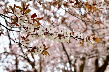 Spring flowering Cherry trees background, close-up blossoms, beauty in nature.