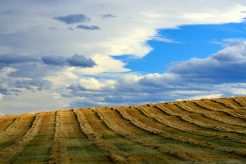 Agriculture Harvest Canadian Prairies Alberta