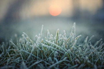 grass with white morning frost at sunset