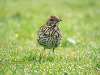 Eine Drossel ist auf einer feuchten Wiese auf Nahrungssuche