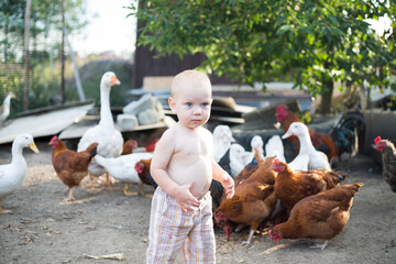 dzieci i zwierzęta - chłopiec karmi kurki i kaczki na wolnym wybiegu - obrazy, fototapety, plakaty