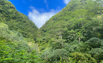 forest landscape and mountains with trees in hawaii. tropical vegetation