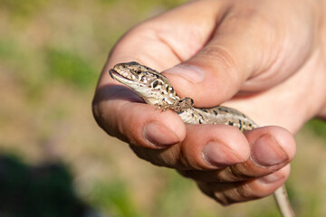 hand holding a lizard