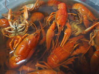 many boiled crawfish