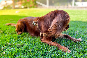 Brown dog sitting on the grass. Sunlight reflects on his back. King Charles Cavalier Dog