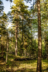 forest in spring