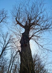 tree with sky