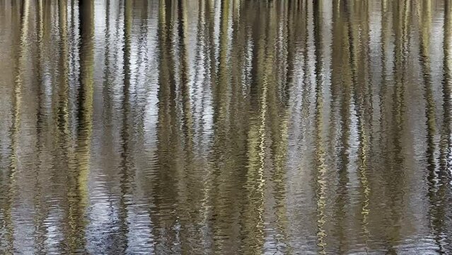 LUSTRZANE ODBICIA DRZEW W WODZIE. RUCHOME TŁO Z LUSTRZANYM ODBICIEM DRZEW W WODZIE.