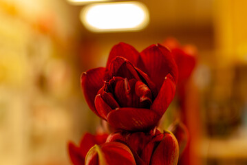 beautiful flowers at the flower shop!