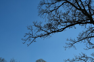 Background, wood texture. Large tree branch against the blue sky.