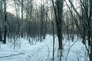 path through the forest on a winter day