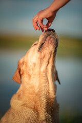 Cheerful thoroughbred labrador retriever frolics on the lake in summer.