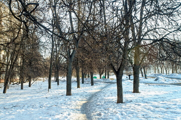 sunny morning in the park in winter