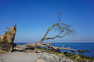 Old tree at the cliff coast "Brodtener Steilufer" at the Baltic sea. The Coastal cliff is located at the Lübeck bay between Travemünde and Niendorf.