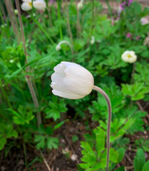 Close up single flower of Snowdrop anemone. White petals bud of  Anemone sylvestris.