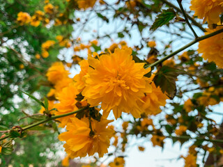 Yellow flowers blooming in the summer. Japanese kerria. Japanese rose. Miracle marigold bush.
