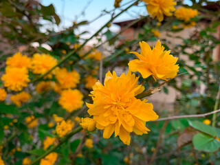 Close up blooming orange flowers of Japanese rose, also known as Miracle marigold bush.