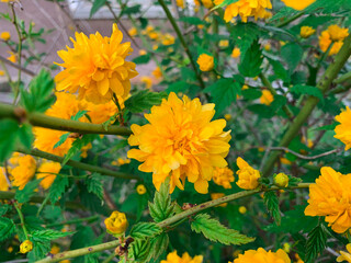 Blooming flower of Japanese rose. Close up yellow flower also known as Miracle marigold bush.