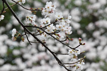 blooming tree