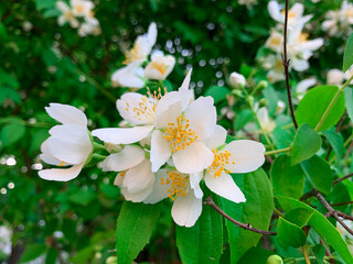 White blooming Philadelphus coronarius flowers, also known as  Sweet Mock-orange.