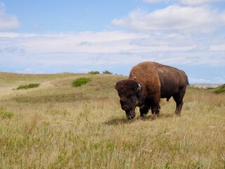 Bison in Theodore Roosevelt National Park. North Dakota, USA