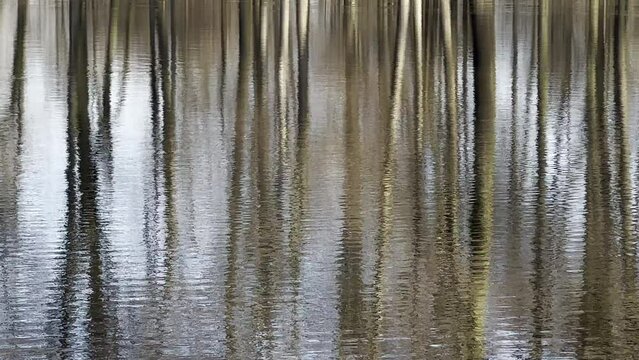 LUSTRZANE ODBICIA DRZEW W WODZIE. RUCHOME TŁO Z LUSTRZANYM ODBICIEM DRZEW W WODZIE.