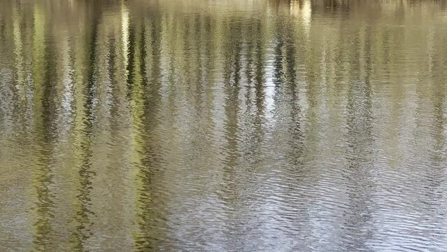 LUSTRZANE ODBICIA DRZEW W WODZIE. RUCHOME TŁO Z LUSTRZANYM ODBICIEM DRZEW W WODZIE.