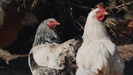 Two domestic chickens and roosters relaxing on private small eco home farm near green tree. White, gray domesticated chickens walk free-range in countryside. Organic poultry farming breeding concept