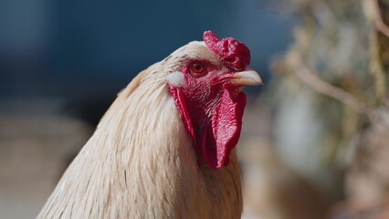 Close-up portrait of free range white domestic rooster chicken on rural eco farm. Beak, red eyes, beard. One poultry hen on backyard of farmland coop house. Funny adult hen looking curiously at camera