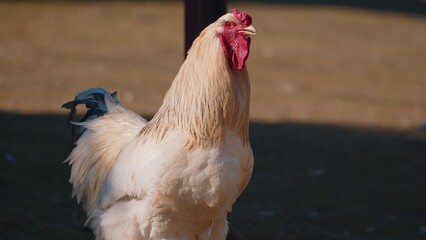 Free-range one big beautiful white domestic chicken rooster on small rural eco farm. Hen in nature on backyard of farming house. Portrait of funny adult domesticated bird looking curiously at camera