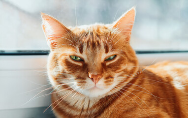 Portrait of a beautiful striped red-haired cat close-up. A big orange cat is sitting by the window. A calm Red cat sits on the windowsill of the house in the morning. A pet enjoys the sun.