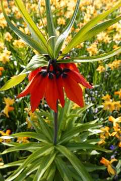 Orange Fritillaria imperialis flowers. Common names of this plant are crown imperial, imperial fritillary or Kaiser's crown. In the background are blurred yellow daffodils.