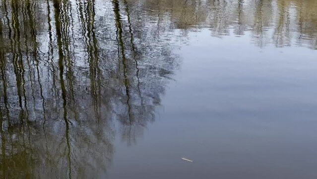 LUSTRZANE ODBICIA DRZEW W WODZIE. RUCHOME TŁO Z LUSTRZANYM ODBICIEM DRZEW W WODZIE.