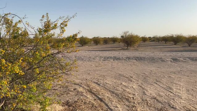 Desert landscape with Acacia trees