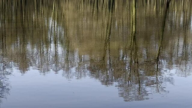 LUSTRZANE ODBICIA DRZEW W WODZIE. RUCHOME TŁO Z LUSTRZANYM ODBICIEM DRZEW W WODZIE.