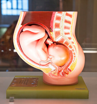 LONDON, ENGLAND - MAY 31, 2015: Model Pelvis In Ninth Month Of Pregnancy In Science Museum In London