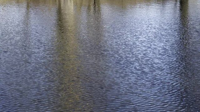 LUSTRZANE ODBICIA DRZEW W WODZIE. RUCHOME TŁO Z LUSTRZANYM ODBICIEM DRZEW W WODZIE.