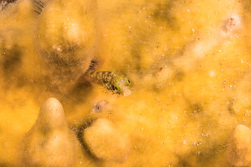 Close Up, Macro with Secretary Blenny in the coral reef of the Caribbean Sea, Curacao