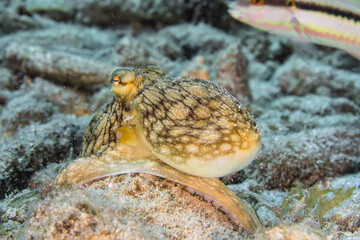 Seascape with Octopus in the coral reef of Caribbean Sea, Curacao