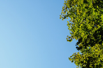 Bottom view of the maple tree crown and blue sky, copy space