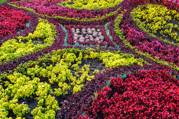 Flower bed with a pattern of flowers and plants, top view