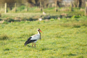 Close up and in focus of a foraging adult Stork, Ciconia ciconia, with beautiful red bill in a green pasture against blurred background
