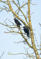 Close up of a pair of adult Jackdaws, Corvus monedula, in the crown of a bare Ash tree, Fraxinus excelsior, during the spring mating season