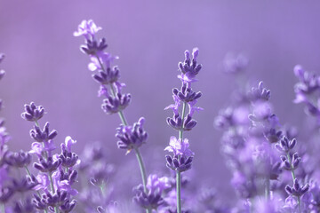 Lavender flower background with beautiful purple colors and bokeh lights. Blooming lavender in a field at sunset in Provence, France. Close up. Selective focus.