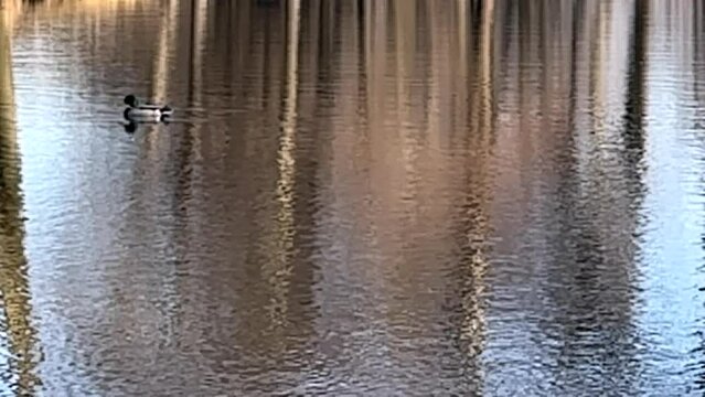 LUSTRZANE ODBICIA DRZEW W WODZIE. RUCHOME TŁO Z LUSTRZANYM ODBICIEM DRZEW W WODZIE.