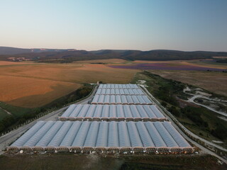 Aerial drone view of huge areas greenhouse for growing vegetables. Greenhouse farming, agriculture industry. Flying over large industrial greenhouses at sunset.
